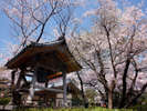 桜の季節の日本庭園
