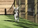 【屋外ドッグラン】愛犬にやさしい人工芝で元気よく走り回れます