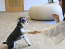 【屋内ドッグラン】愛犬とごゆっくりお過ごしください