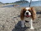 ◆熱海サンビーチ:わんちゃん同伴OKのエリアがあり、海辺でのリラックスにぴったりの場所です。