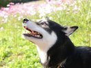 ◆小室山:四季折々の自然が楽しめるスポット。わんちゃんと一緒にゆったりと散策できます。