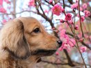 ◆熱海梅園:早春に梅の花が咲き誇る美しい庭園。静かなひとときをわんちゃんと共に楽しめます。