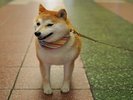 ◆平和通り商店街:わんちゃんOKの店も多数。愛犬と食べ歩きが楽しい通り。