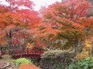 ◆熱海梅園もみじまつり:11月から12月にかけて紅葉をお楽しみいただけます