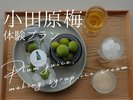 小田原梅で作る梅シロップ体験。梅雨を楽しむ、体験プラン。
