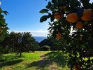 相模湾を望む高台に広がる「松本農園」