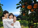 相模湾を見下ろす絶景農園でみかん狩り