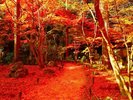 紅葉の名所「円通院」見事なほど真っ赤に染まった別世界のような光景。