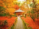 赤や黄、色鮮やかな木々たちに包まれて幻想的な参道に。円通院