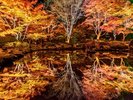 池に映し出された光景や光に照らされた紅葉が幻想的な円通院ライトアップ。