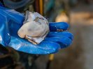 奥松島で水揚げされた新鮮な牡蠣。濃厚な旨味と大ぶりな身が特徴です。