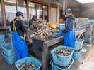 水揚げされた牡蠣の選別作業。旬の牡蠣は格別の美味しさです。