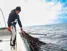 奥松島の海苔漁の様子。皇室献上の実績もあり、質の高さで知られています。