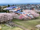 町内愛宕公園の春祭り(桜&鯉のぼり)