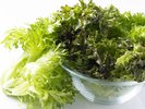 富山の水を使用して水耕栽培で育ったレタス
