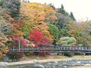 徒歩2分の「紅の吊り橋」紅葉の名所です