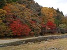 徒歩2分の「紅の吊り橋」紅葉の名所です