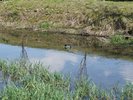 【春】みずあかり裏手の川には鴨が居ます