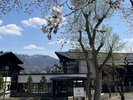 【春】みずあかりと桜を一緒に写真に収めてもステキです