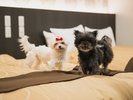 【コテージ】マナーウエア着用の上、わんちゃんをベッドにあげることが出来ます