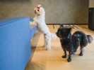 【コテージ】小型犬は何頭でも一緒に泊まれます
