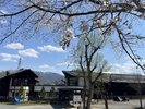 【春】施設周辺は桜がきれいに咲きます