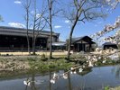 【PHOTO】施設周辺は桜がきれいに咲きます