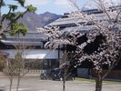 【PHOTO】施設周辺は桜がきれいに咲きます