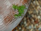 【fiore】庭◆四季を感じる緑豊かな庭