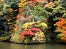 湖上の紅葉