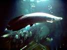 須磨海浜水族園へも便利。