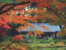 国宝浄瑠璃寺(ホテルから車で約35分):阿弥陀堂と紅葉が織りなす絵画のような絶景
