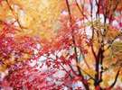 【四万の紅葉】1年に1度の季節をご堪能くださいませ。