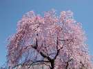 【清見寺の桜】