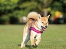 ココパにドッグランオープン!ご宿泊者様専用のドッグランで思いっきり遊べばワンちゃんも大喜び!
