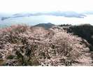 よし正のある、岩城島【積善山】春には。約3000本の桜が咲き乱れます!2012年は4月上旬頃からが見頃かな?