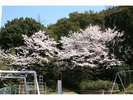 島の公園の桜も満開です