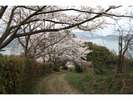 積善山:桜のアーチが続く積善山