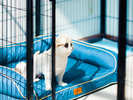�y/Withdogs�z�y�b�g�p�x�b�h�Ń���������������芰���܂��B