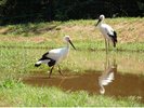 【コウノトリの郷公園】100羽近くのコウノトリを飼育する幸せを運ぶスポット(当館より車で約30分)