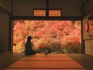 【安国寺ドウダンツツジ】11月初旬に見頃を迎え、額縁に入った絵画ような絶景(当館より車で約45分)