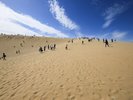 【鳥取砂丘】山陰海岸ジオパークスポット!日本最大級の砂丘からの景色は圧巻(当館より車で約110分)