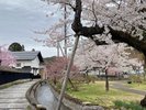 金山町の春の景色。水と蔵の町。路地裏の散策に。