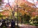 11月の金鱗湖周辺(湯の岳庵前)