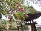 佛山寺の天然記念物「椿」(徒歩5分)