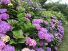 庭には四季折々の花が咲いています