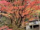 ・11月頃には見事に色づきます