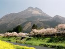 由布岳と桜と菜の花♪