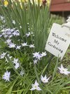 ログハウス周辺にはお花がいっぱい♪
