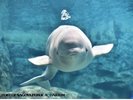 �y���ӊό��z���É��`�����فF��l�C�̃x���[�K�́A���̐����قł͂߂����Ɍ����Ȃ��󏭂ȊC�̒��Ԃł��B